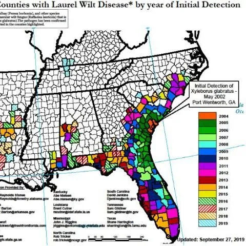 thumbnail for publication: Recommendations for the Detection and Mitigation of Laurel Wilt Disease in Avocado and Related Tree Species in the Home Landscape